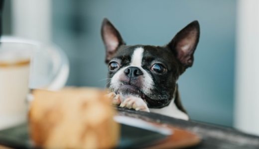 犬のおやつ 手作りクッキーおすすめレシピ9選 Dogohマガジン