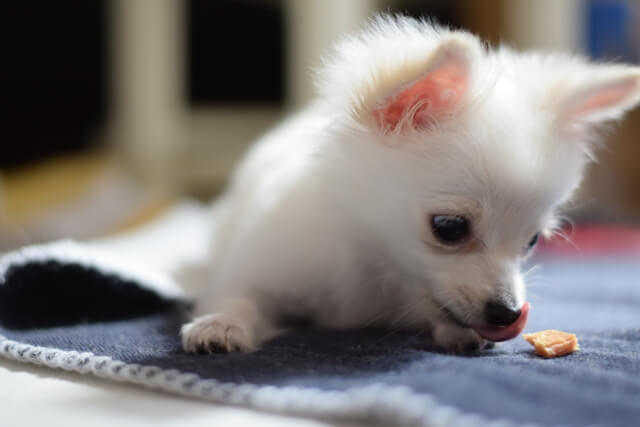 おやつを食べる子犬