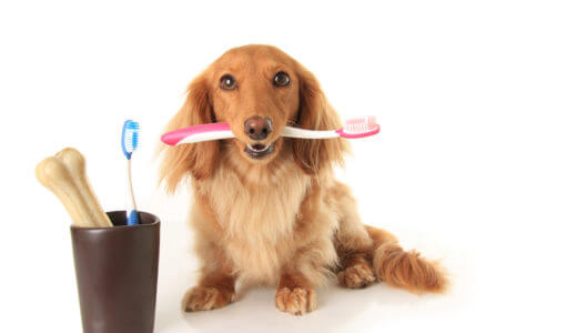 犬の歯周病ってどんな病気？症状・治療法・予防についてまとめて解説