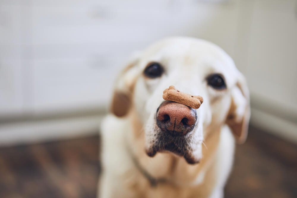 犬がおやつを隠す 持ってくる くわえて鳴くなどの心理を徹底分析 Dogohマガジン