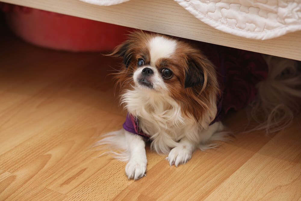 犬がおやつを隠す 持ってくる くわえて鳴くなどの心理を徹底分析 Dogohマガジン