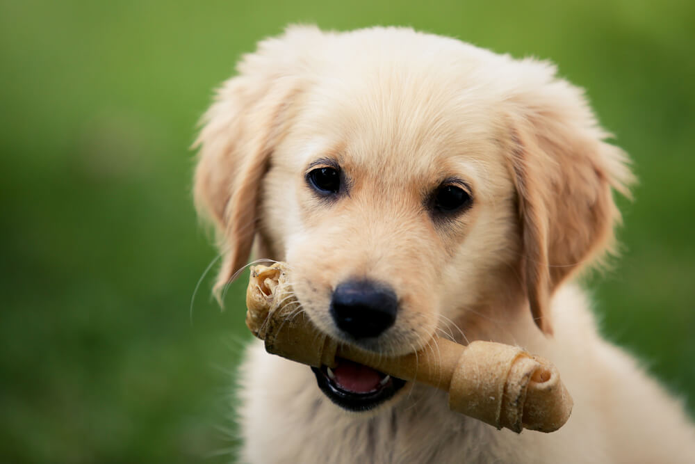 愛犬に骨のおやつを与えてもいい おすすめ商品や手作りレシピも公開中 Dogohマガジン