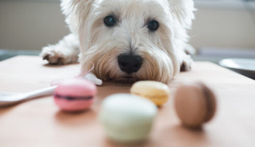 犬がおやつを隠す・持ってくる・くわえて鳴くなどの心理を徹底分析！