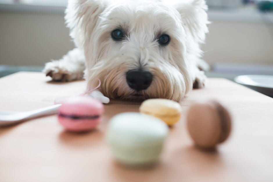 犬がおやつを隠す心理とは いろいろな行動を分析してみた Dogohマガジン