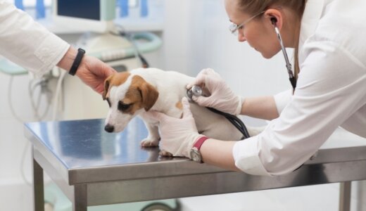 犬の痙攣発作の原因となる病気は？てんかんの症状や対処法も解説
