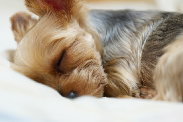 寝る場所でわかる愛犬の心理 一緒に寝るのはよくないって本当 Dogohマガジン