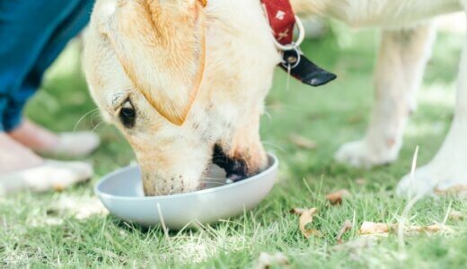 ドッグフードの丸呑みはこんな危険も！愛犬の食事の安全性を高める方法をご紹介