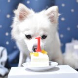 【犬用手作りケーキ】誕生日にもおすすめな簡単レシピ9選