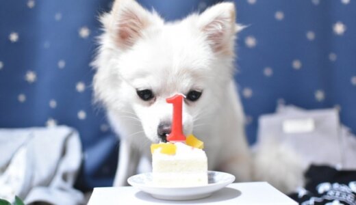 【犬用手作りケーキ】誕生日にもおすすめな簡単レシピ9選