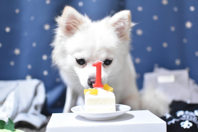 犬用ケーキの作り方 おすすめ簡単レシピ8選 Dogohマガジン