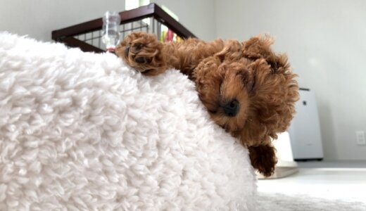 犬のベッドおすすめ15選！快適でお手入れしやすい人気商品多数