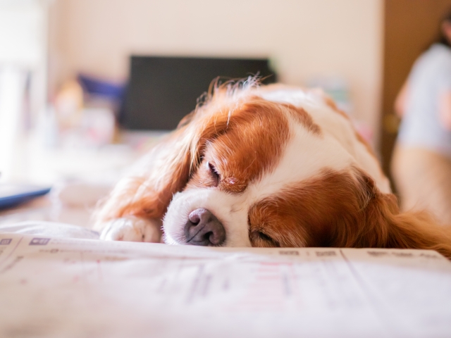 犬のいびきは病気が原因かも 対処法や危険ないびきの特徴もご紹介 Dogohマガジン
