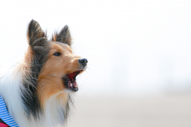 犬の気持ちを知る方法 鳴き声 しっぽ 行動など徹底解説 Dogohマガジン
