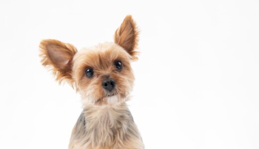 犬の気持ちを知る方法！鳴き声・しっぽ・行動など徹底解説