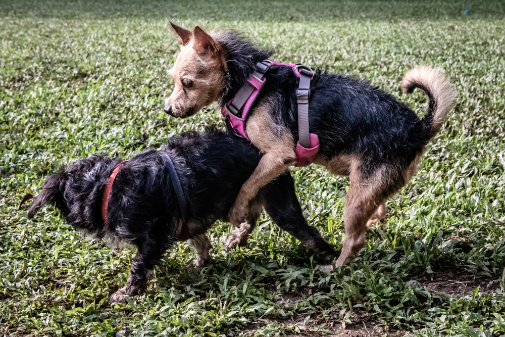 犬のマウンティングの意味は 腰振りする理由や対処法をご紹介 Dogohマガジン