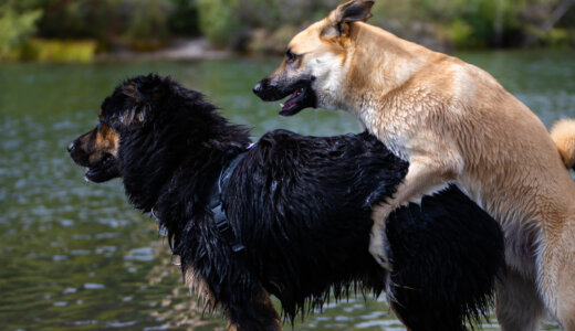 犬のマウンティングの意味は？腰振りする理由や対処法をご紹介