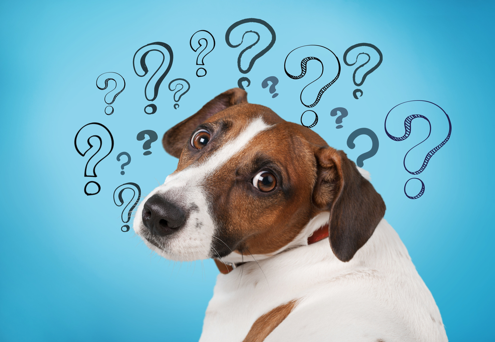 犬のマウンティングの意味は 腰振りする理由や対処法をご紹介 Dogohマガジン