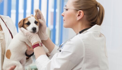 犬の健康診断で病気を早期発見！検査内容や費用まとめ