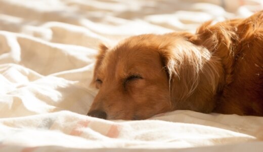 寝る場所でわかる愛犬の心理！一緒に寝るのはよくないって本当？