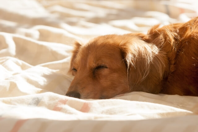 寝る場所でわかる愛犬の心理 一緒に寝るのはよくないって本当 Dogohマガジン