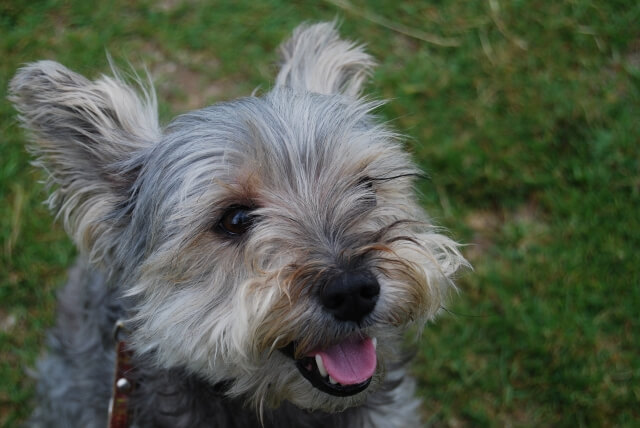 愛犬のひげをカットしてもいい ひげの役割やカットの注意点まとめ Dogohマガジン