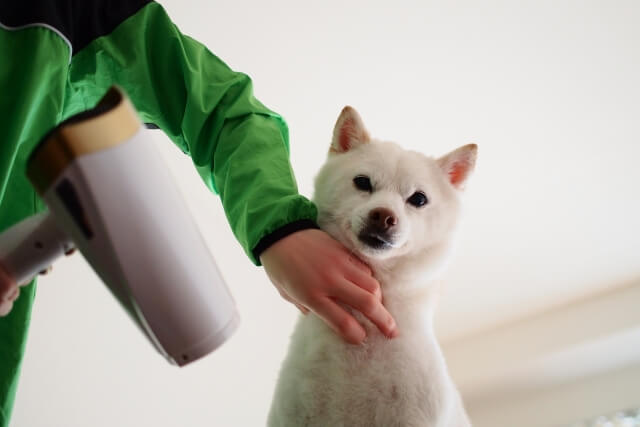 犬のお風呂 シャンプーの頻度や温度はどのくらい 入れ方や注意点まとめ Dogohマガジン