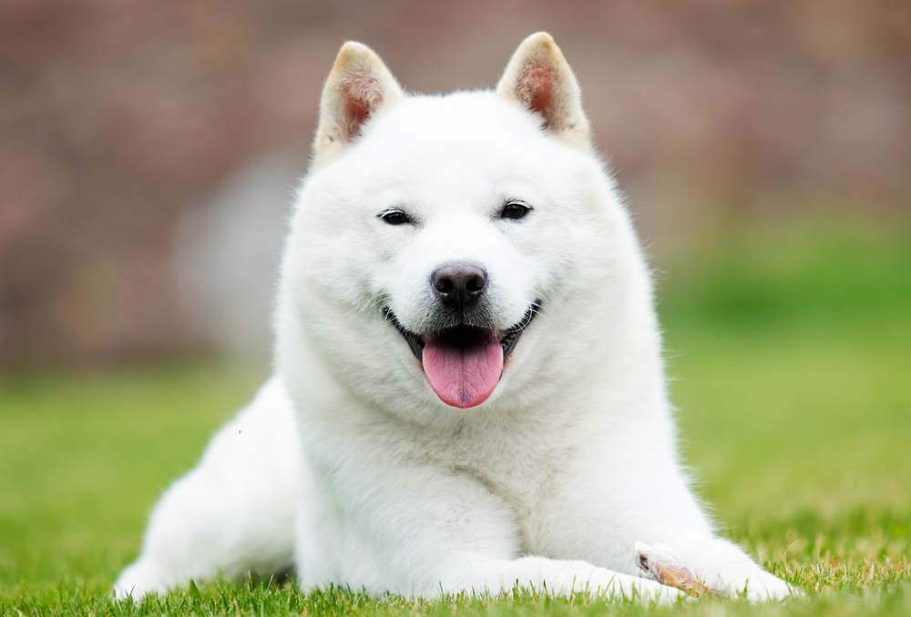 犬も笑う 笑顔の4つの理由や気持ちを知ろう Dogohマガジン