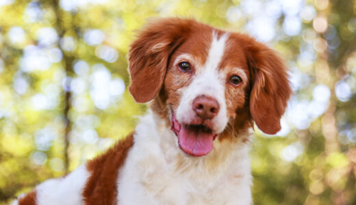 犬の年齢は人間でいうと何歳？平均寿命や年齢別の注意点などもチェック