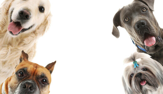 超小型犬～大型犬人気犬種ランキングTOP3は？【犬の種類一覧あり】