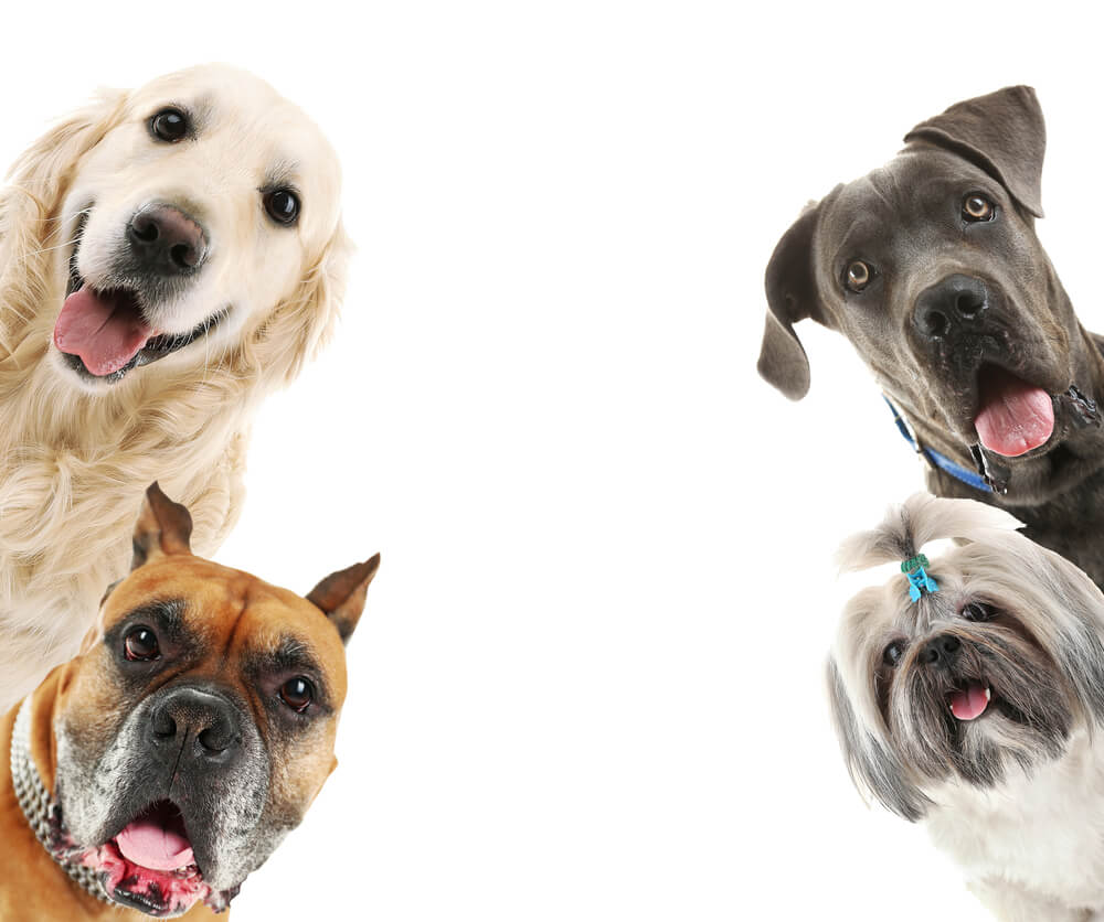 超小型犬 大型犬人気犬種ランキングtop3は 犬の種類一覧あり Dogohマガジン