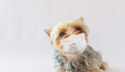 犬の咳の原因や対処法まとめ！病院へ行くべき症状もチェック
