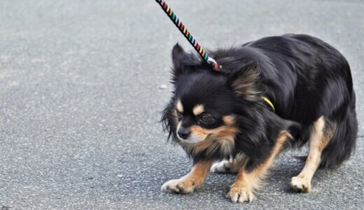 犬が散歩で歩かないのはなぜ？5つの理由と対処法