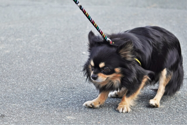 犬が散歩で歩かないのはなぜ 5つの理由と対処法 Dogohマガジン