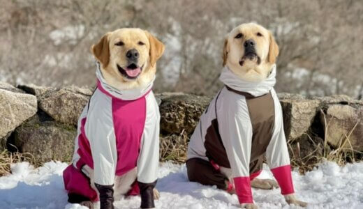 犬の冬服おすすめ25選！目的・タイプ別に人気商品をチェック