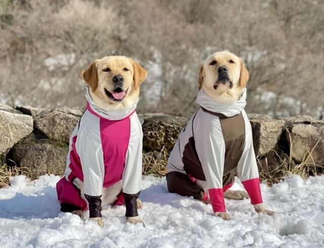 犬の冬服おすすめ25選！目的・タイプ別に人気商品をチェック - DOGOHマガジン