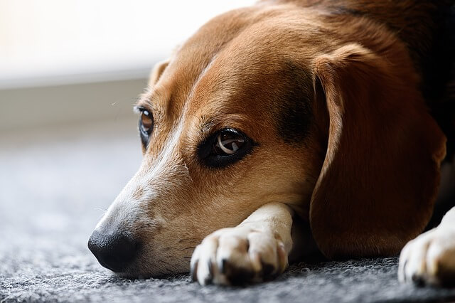 犬のうつ病のサインは 原因 症状 対処法を解説 Dogohマガジン