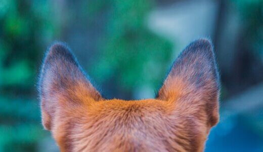 犬の耳が赤い・臭いのは外耳炎？原因や症状・予防方法を徹底解説！