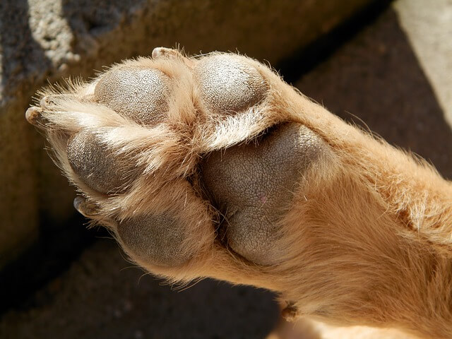 犬の肉球はケアが必要 注意すべき症状やおすすめケア用品まとめ Dogohマガジン