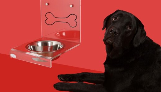 犬に炭酸水を飲ませても大丈夫？炭酸風呂の効果についてもご紹介