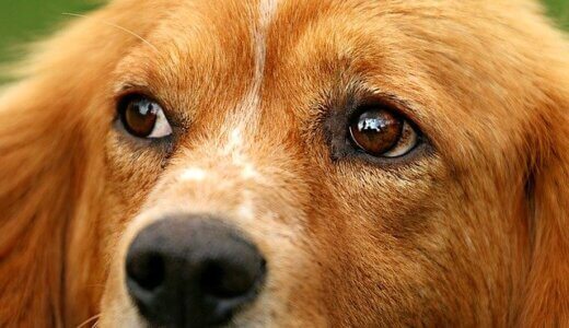 犬の目が赤いのは病気が原因？注意すべき症状や対処法まとめ