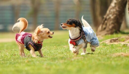 【大阪】愛犬とのお出かけにおすすめの公園15選！関西で一押しのドッグランも