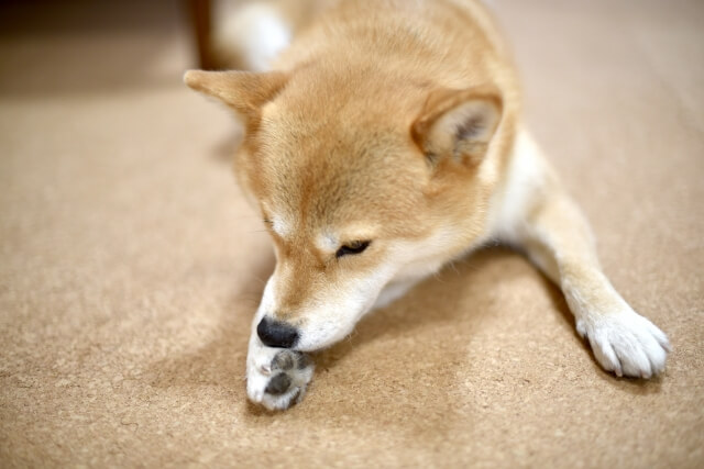犬が足を舐める 噛む理由は 原因を知って適切に対処しよう Dogohマガジン