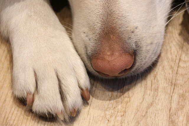 犬が足を舐める 噛む理由は 原因を知って適切に対処しよう Dogohマガジン