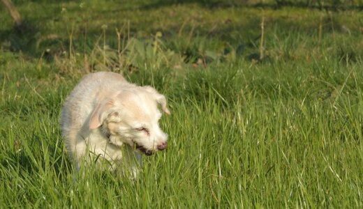 散歩中に犬が草を食べるのはなぜ？理由や注意すべきことを解説