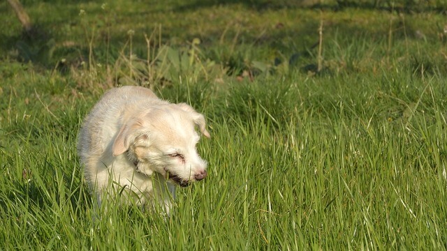 散歩中に犬が草を食べるのはなぜ 理由や注意すべきことを解説 Dogohマガジン