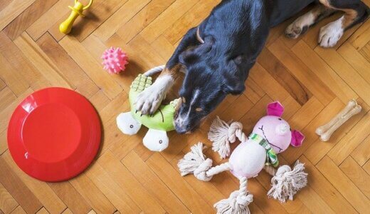 犬のおもちゃ人気ランキングTOP15！楽しく学ぶ知育おもちゃも