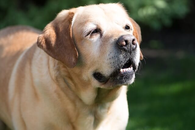 犬が震える原因や注意すべき症状は 対処法も解説 Dogohマガジン