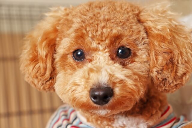 トイプードルの人気ミックス犬9種 見た目の特徴や性格まとめ Dogohマガジン