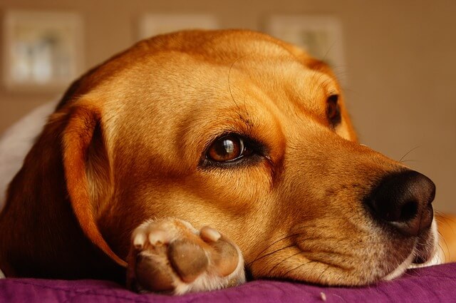 犬のうつ病のサインは 原因 症状 対処法を解説 Dogohマガジン