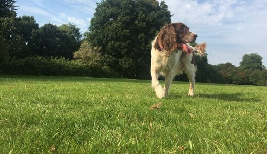 【神奈川】愛犬とのお出かけにおすすめの公園11選！ドッグラン併設スポット多数